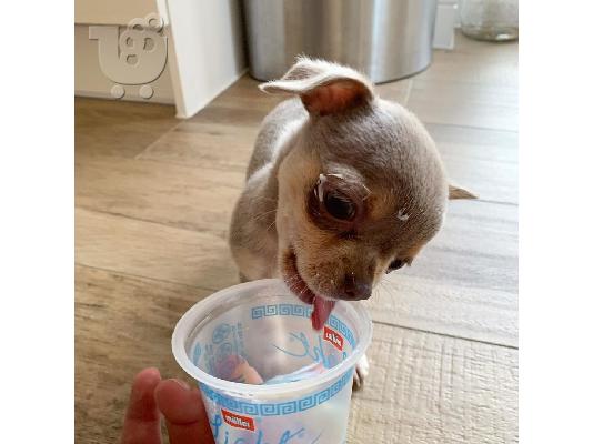 male and female Chihuahua